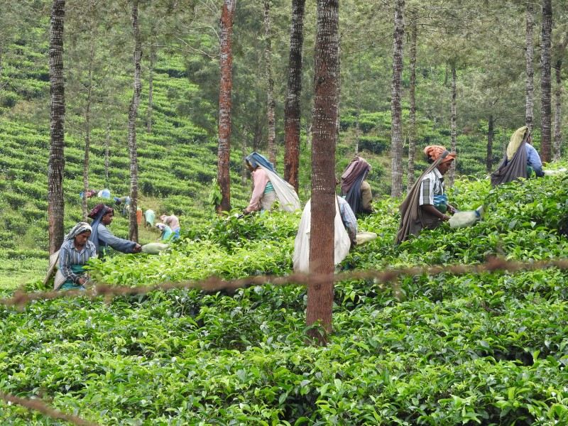 09 PERIYAR Piantagione di te